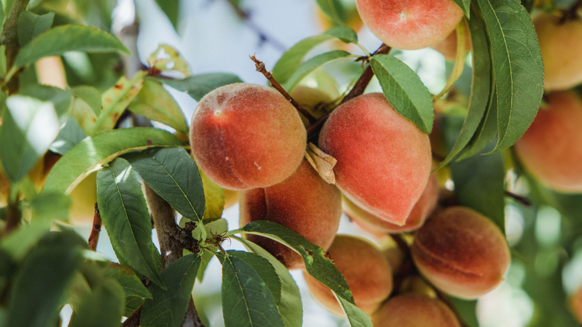 You Can Be the Ripest, Juiciest Peach in the World, and There’s Still Going to Be Somebody Who Hates&nbsp;Peaches.